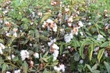 A scene of a cotton field ready to be harvested