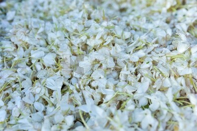 Close up view of jasmine flowers