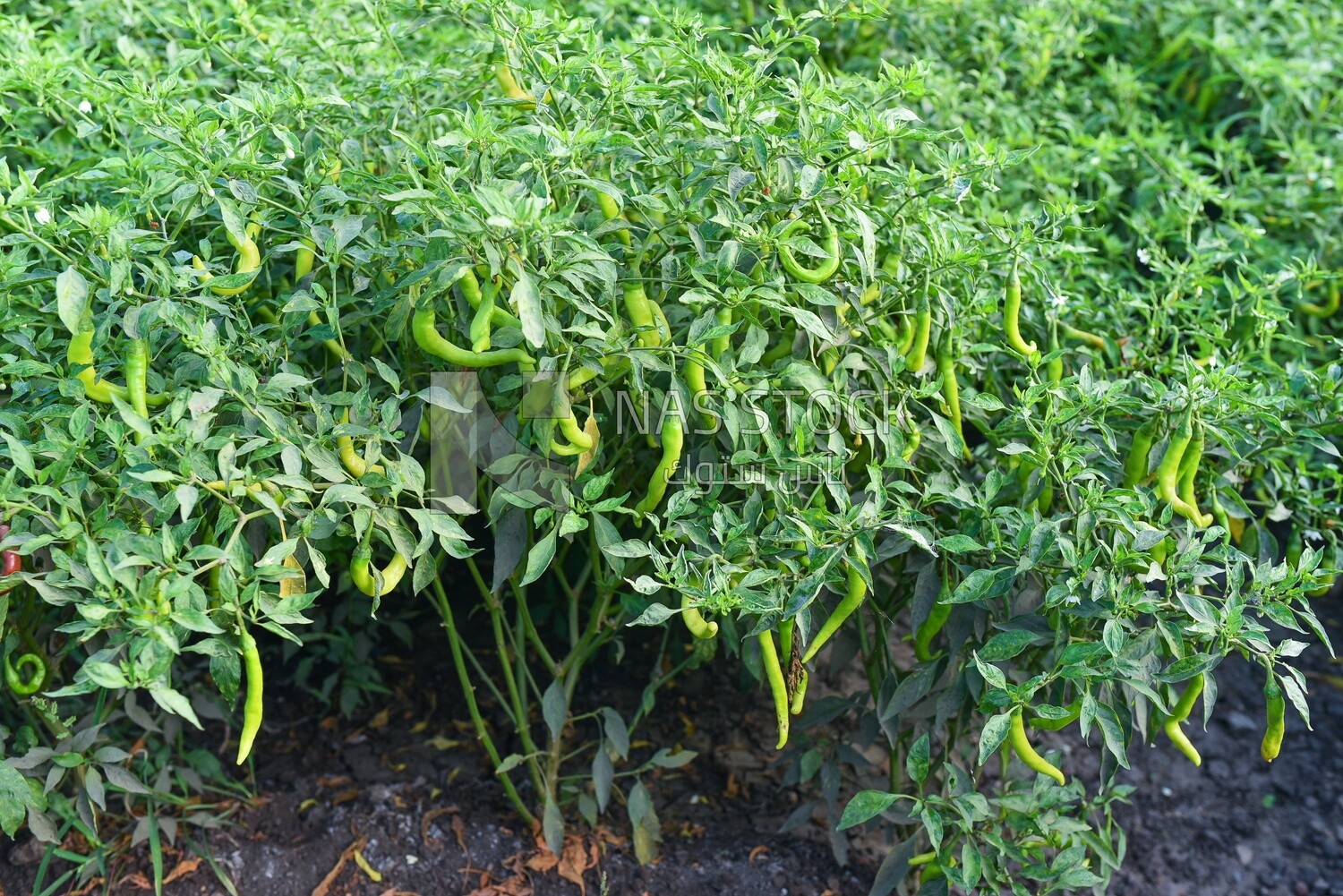 Field of ripe green peppers before harvesting