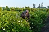 An Egyptian woman works in the field and harvests the crop