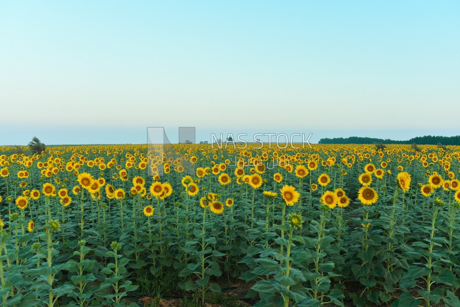 Landscape of a field of blooming sunflowers