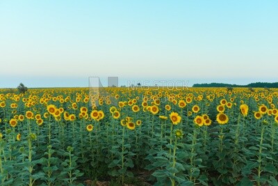 Landscape of a field of blooming sunflowers