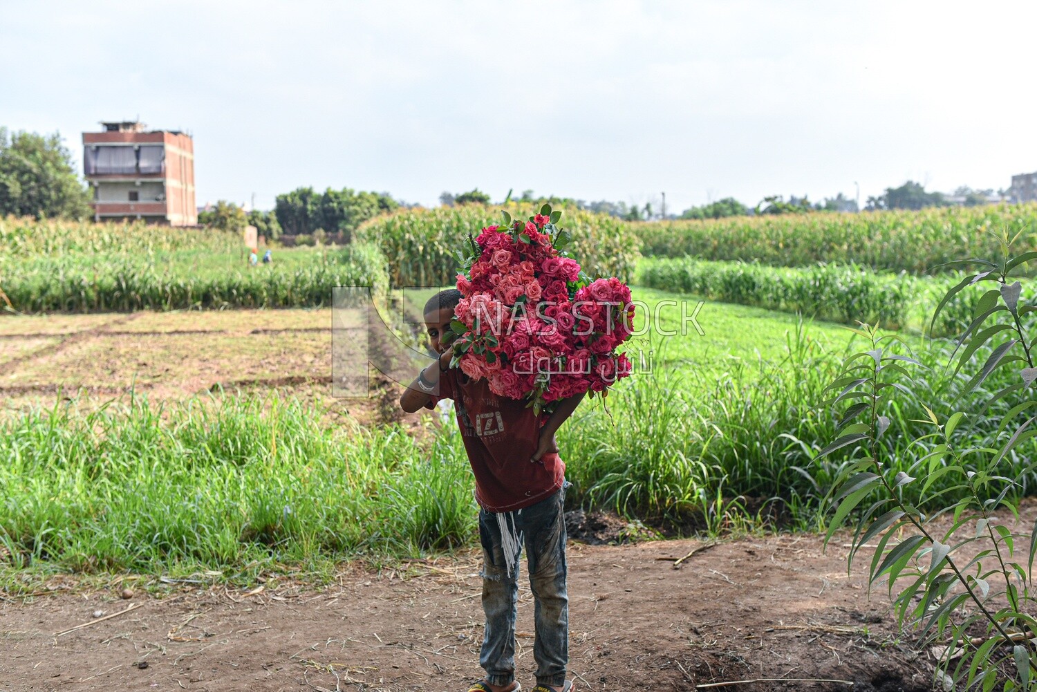 An Egyptian child holds a group of flowers that he harvested