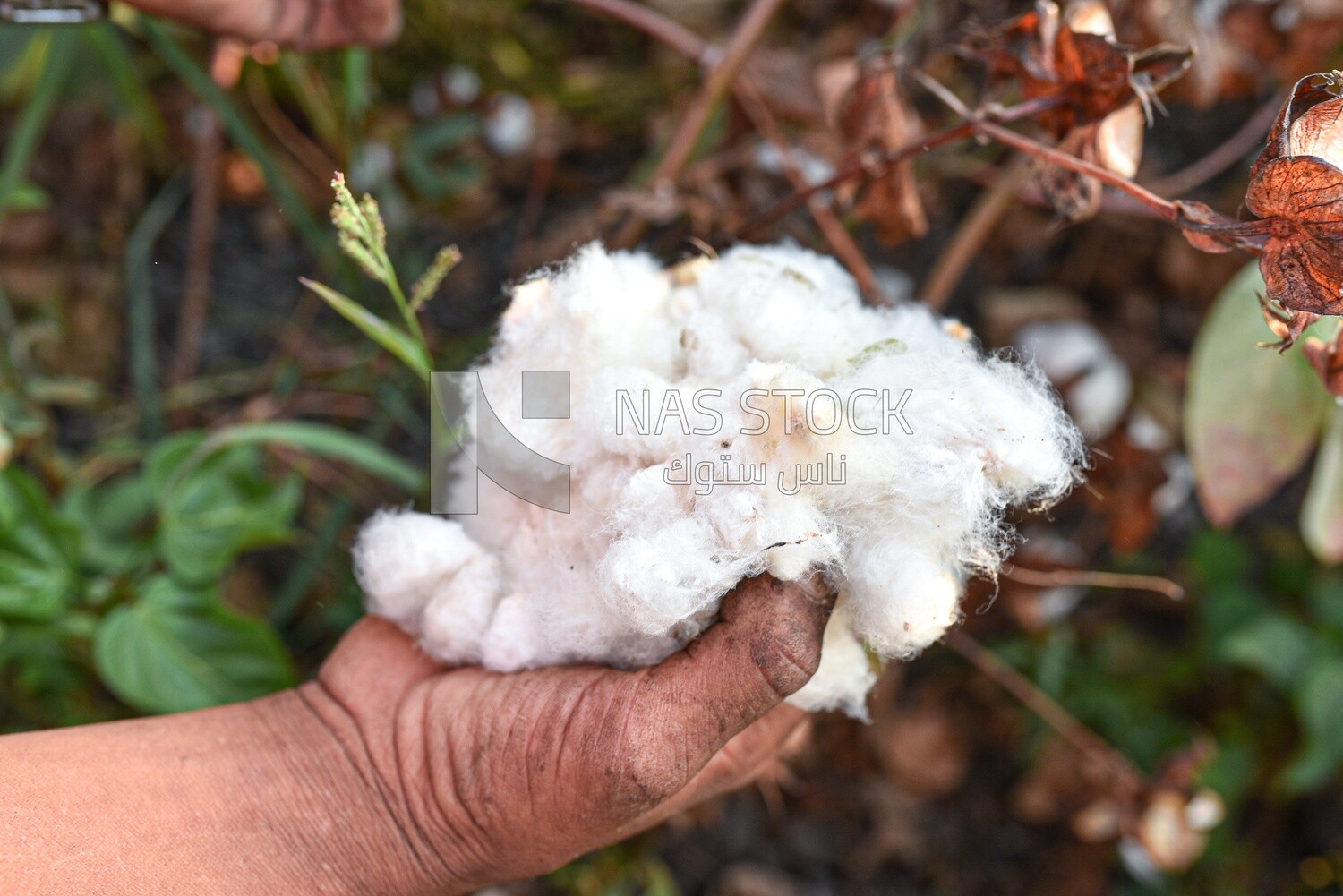 Pure white Egyptian cotton after harvesting