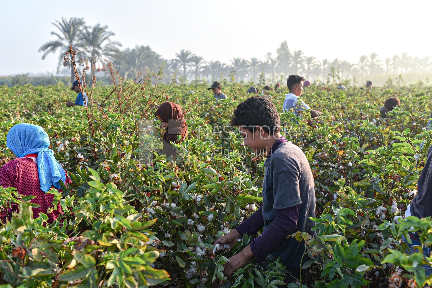 A scene of a group of village families harvesting cotton