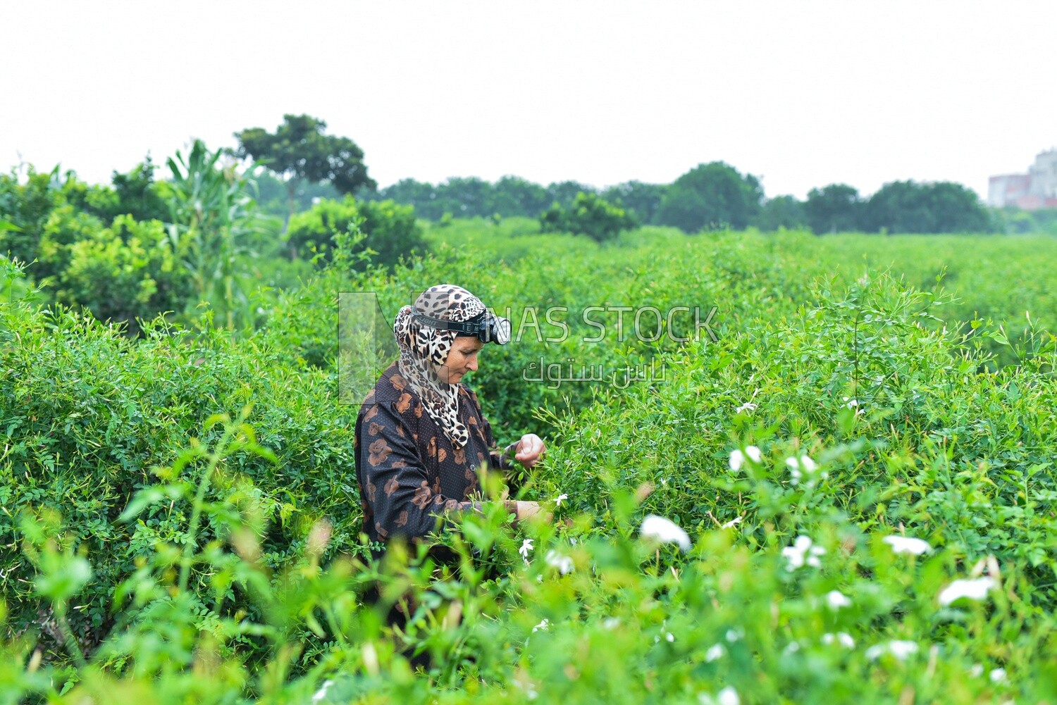 An Egyptian woman works in the field and harvests the crop