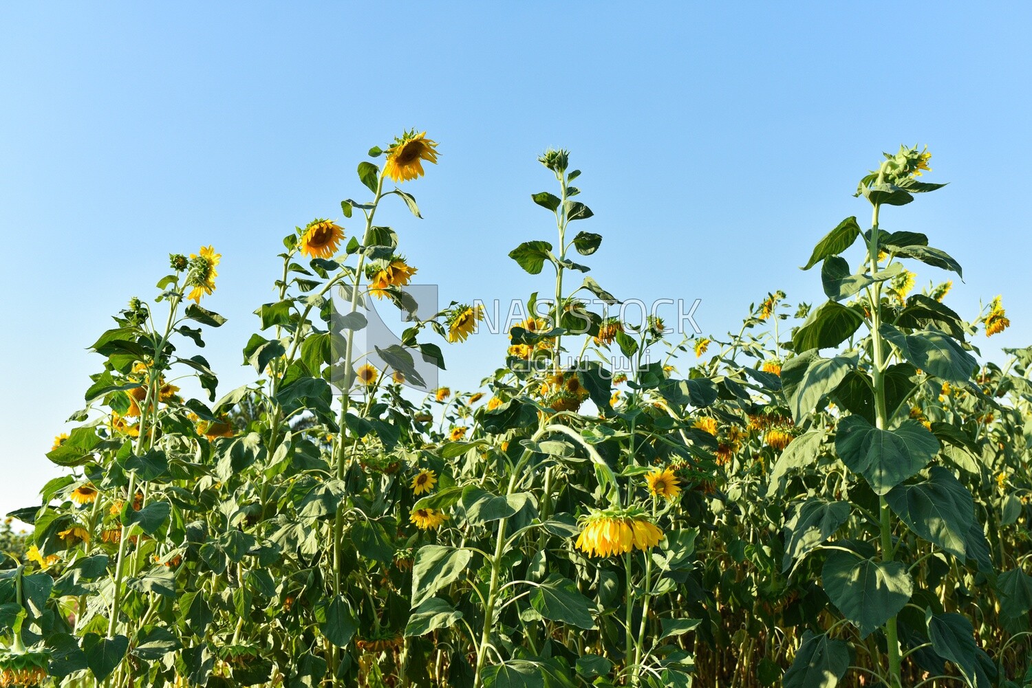 Landscape of a field planted with jasmine flowers