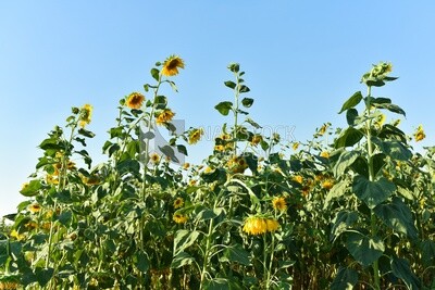 Landscape of a field planted with jasmine flowers