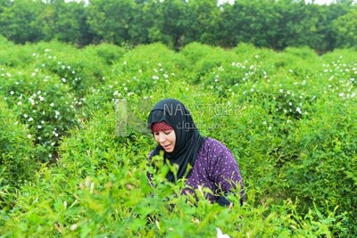 An Egyptian woman works in the field and harvests the crop