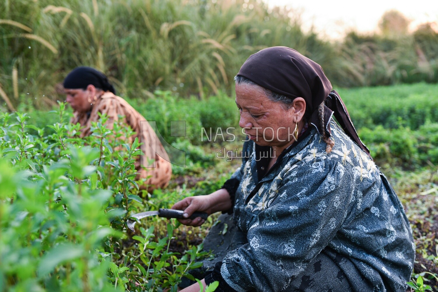 A scene of an Egyptian woman collecting and harvesting mint