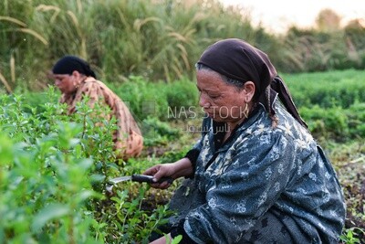 A scene of an Egyptian woman collecting and harvesting mint