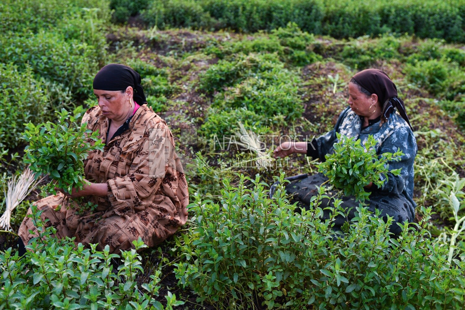 A scene of two women sitting in the field harvesting mint