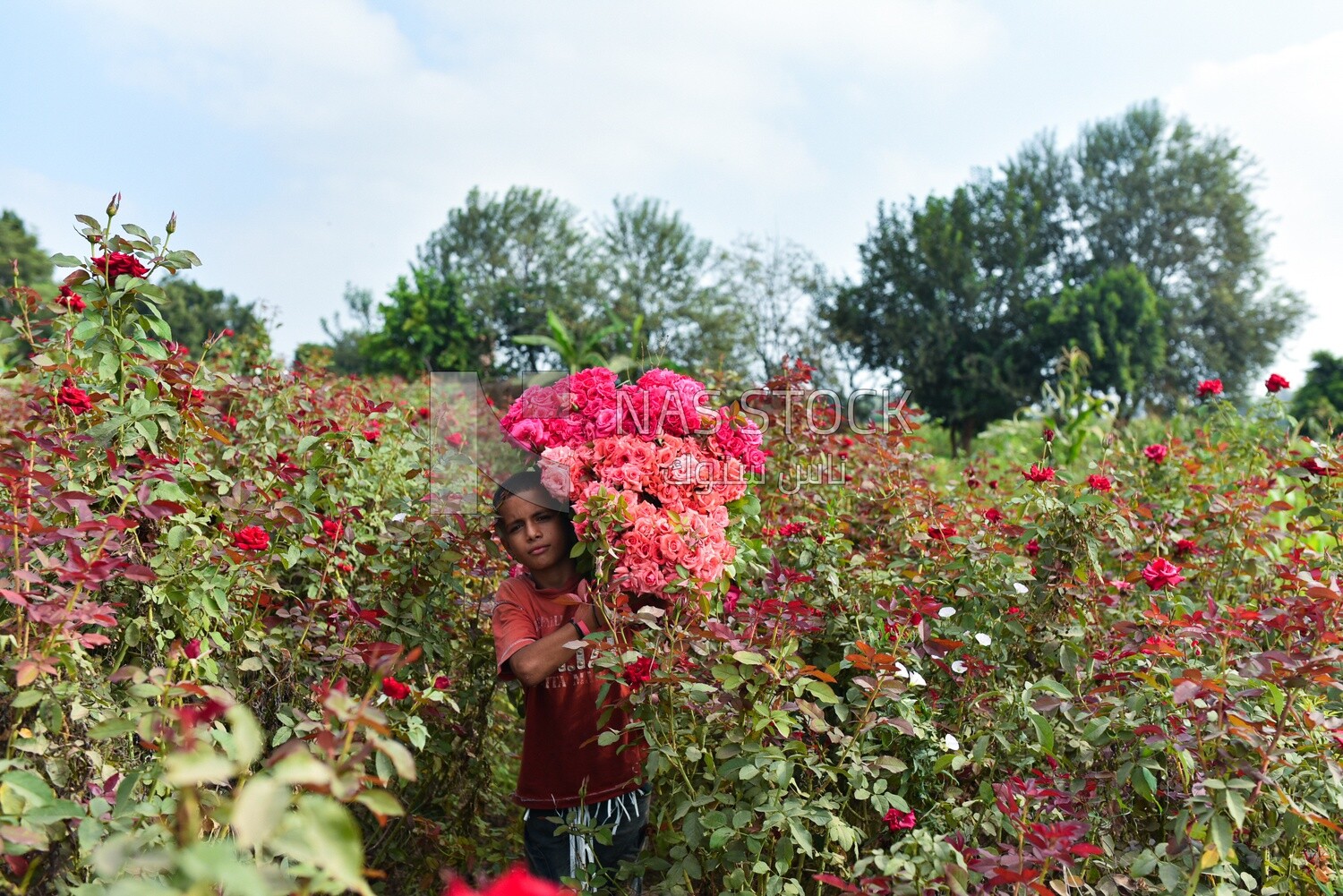 A scene of an Egyptian child picking and collecting roses, carrying a bunch of garden roses