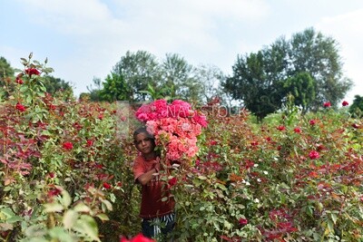 A scene of an Egyptian child picking and collecting roses, carrying a bunch of garden roses