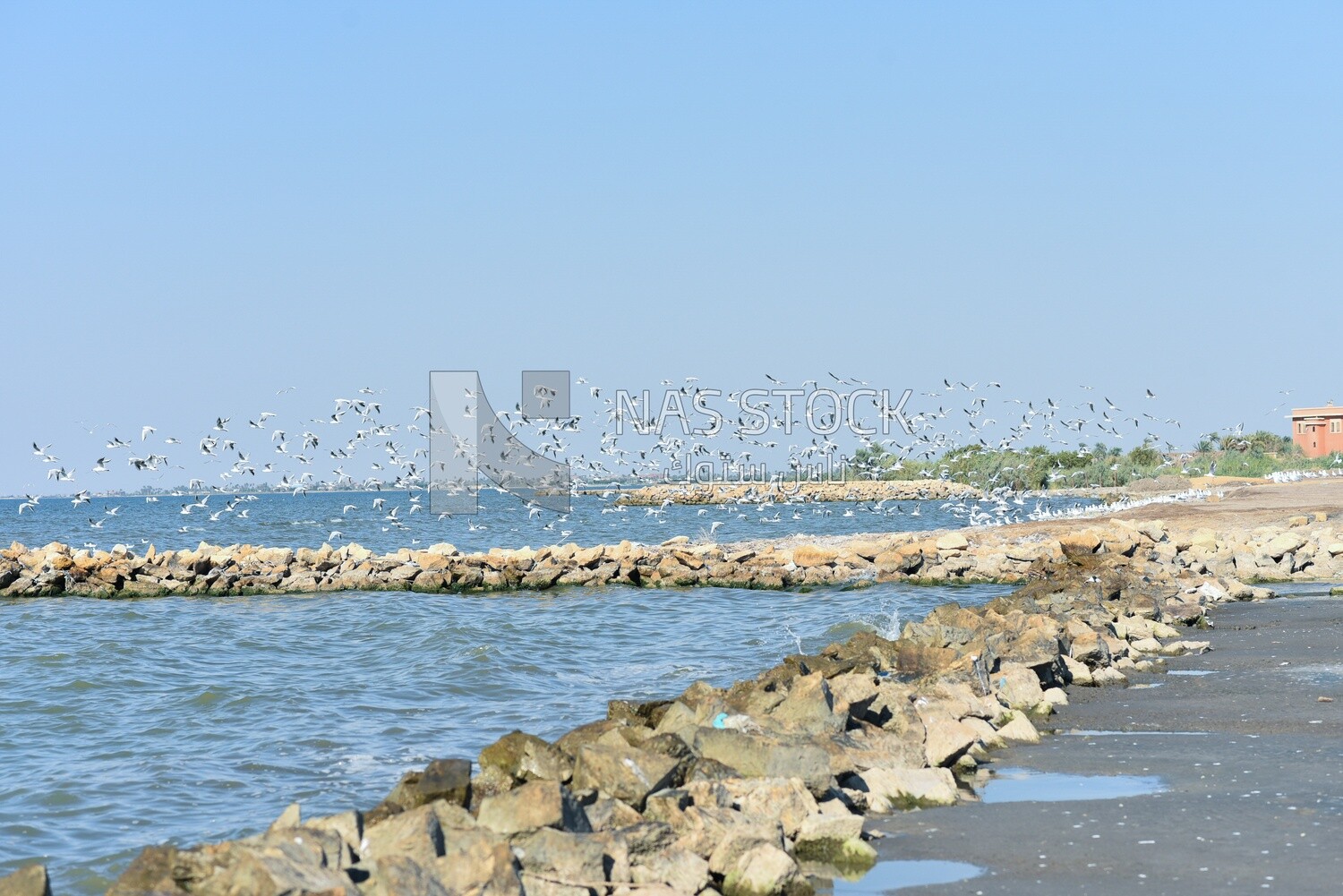 Flock of seagulls flying over sea