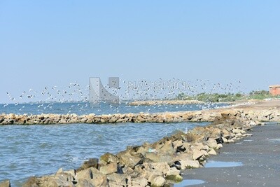 Flock of seagulls flying over sea