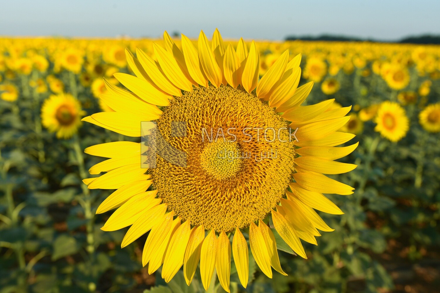 Close-up of a sunflower in bloom