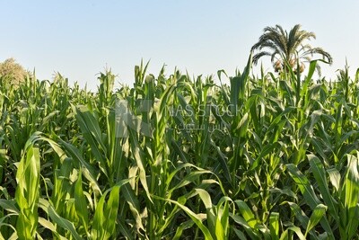 Scene of an Egyptian corn field