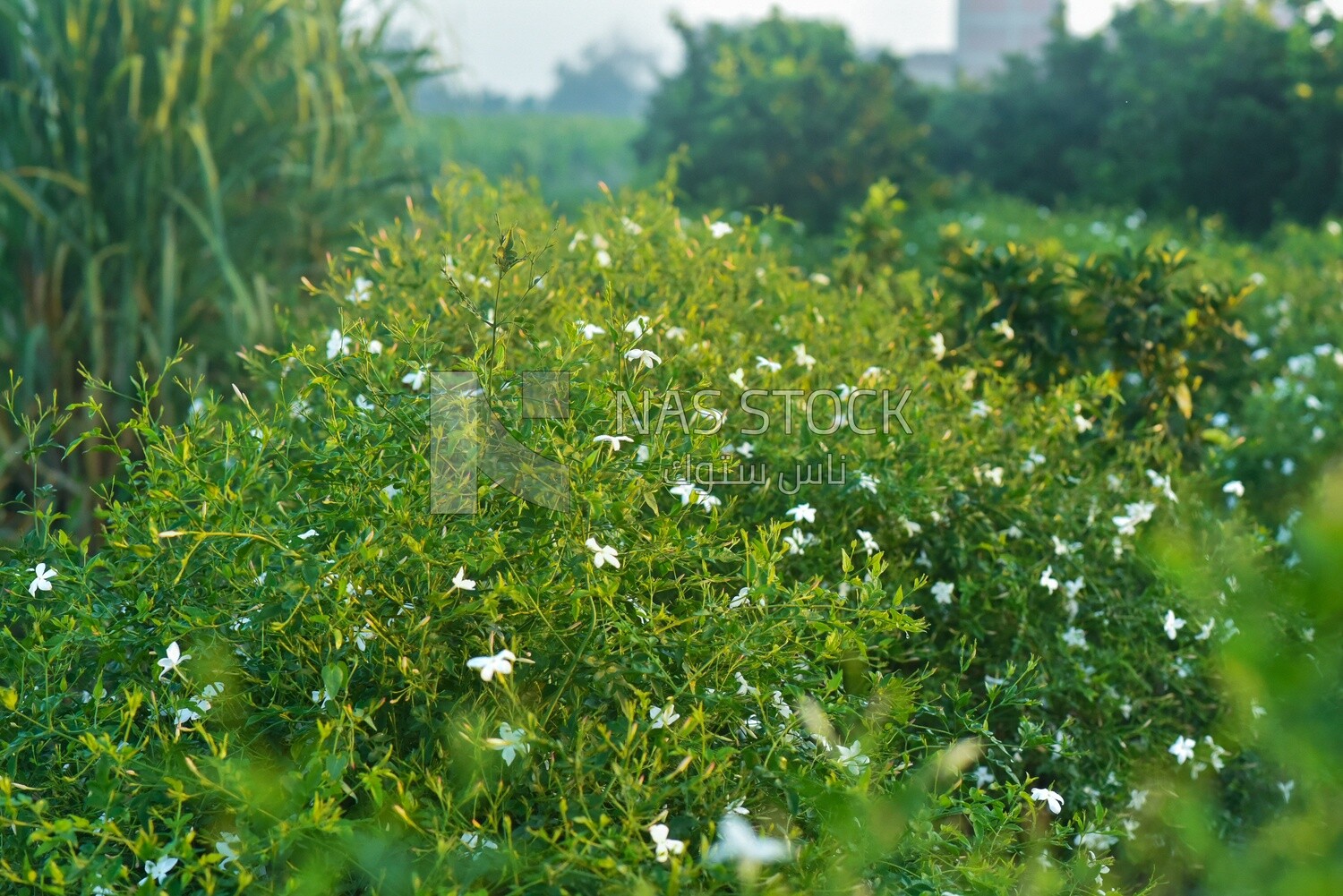 Landscape of a field planted with jasmine flowers