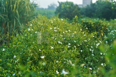 Landscape of a field planted with jasmine flowers