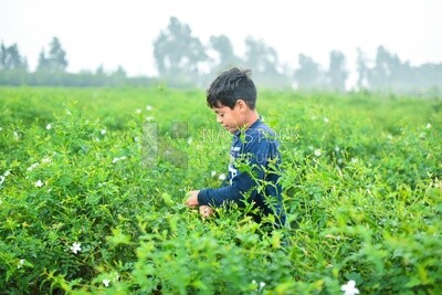 An Egyptian rural child is picking and harvesting jasmine flowers