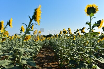 Side view of a field of blooming sunflowers
