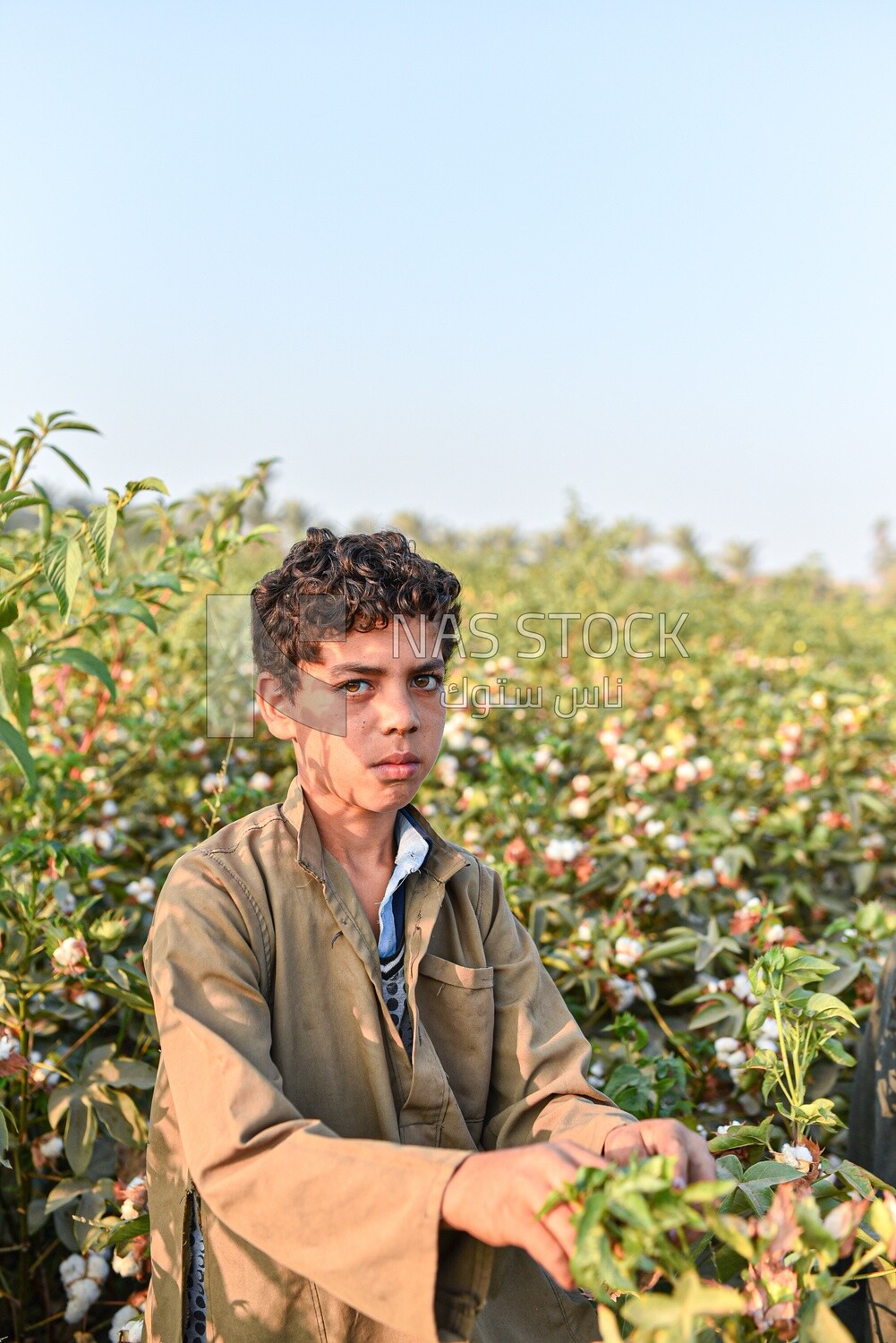 A scene of an Egyptian boy working in the field and harvesting cotton