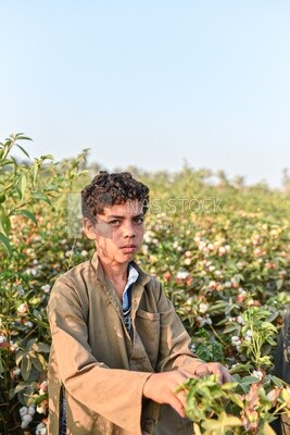 A scene of an Egyptian boy working in the field and harvesting cotton