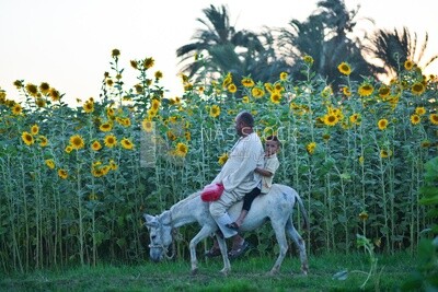 Farmer rides a donkey and walks by a field of sunflowers