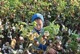 A scene of a little Egyptian girl picking cotton