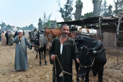 The scene of the livestock market in one of the governorates of Egypt