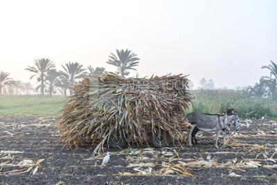 The scene of a donkey cart standing in the field laden with plants