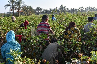 A scene of a group of farmers harvesting Egyptian cotton from the field