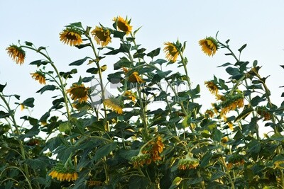 Side view of a field of blooming sunflowers