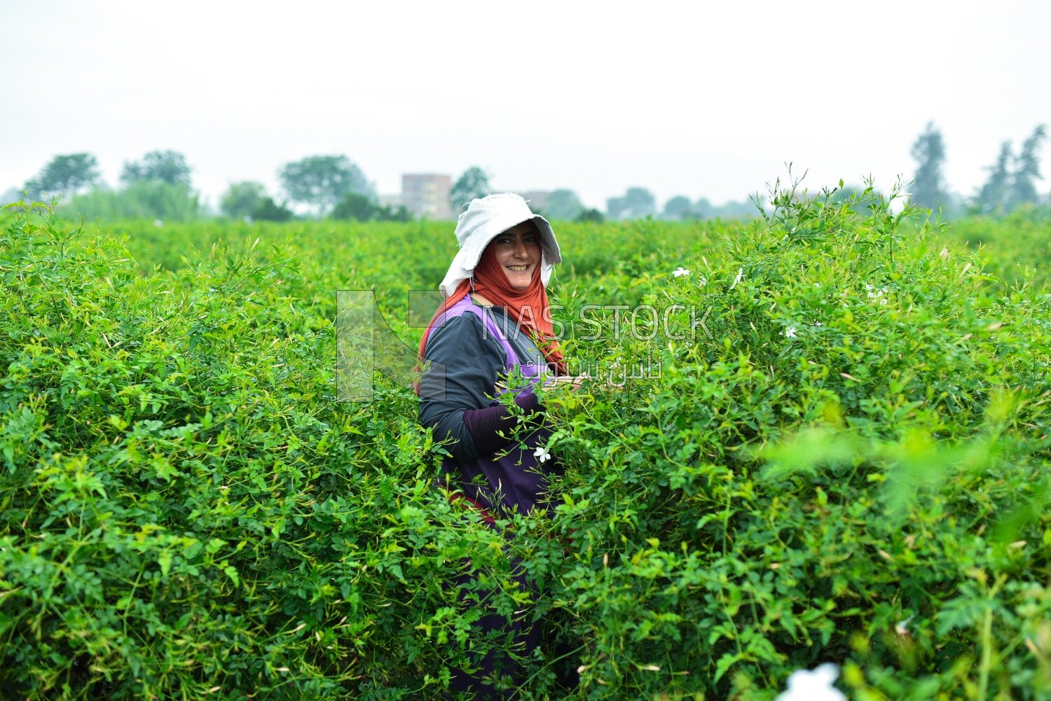 An Egyptian woman works in the field and harvests the crop while she is happy