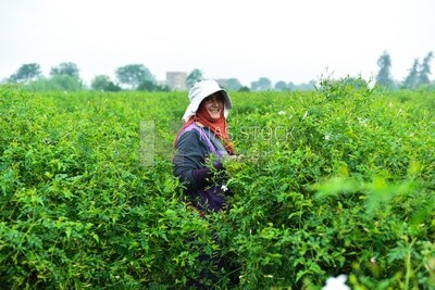 An Egyptian woman works in the field and harvests the crop while she is happy