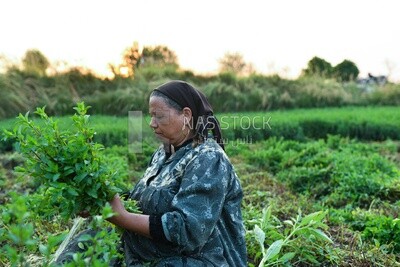 A scene of an Egyptian woman collecting mint in bundles