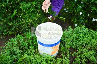 A scene of a farmer filling a basket with jasmine flowers