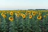 Landscape of a field of blooming sunflowers