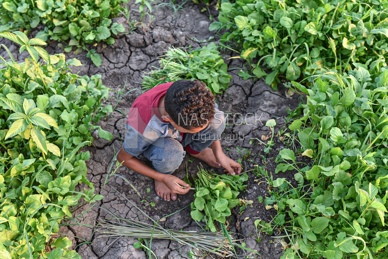 Boy helps his farmer father harvest watercress