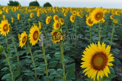 Landscape of a field of blooming sunflowers