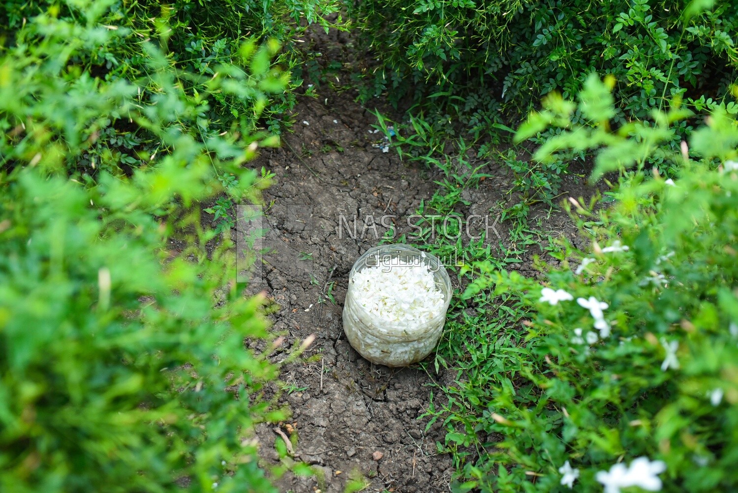 The scene of a basket full of jasmine flowers in the middle of the field