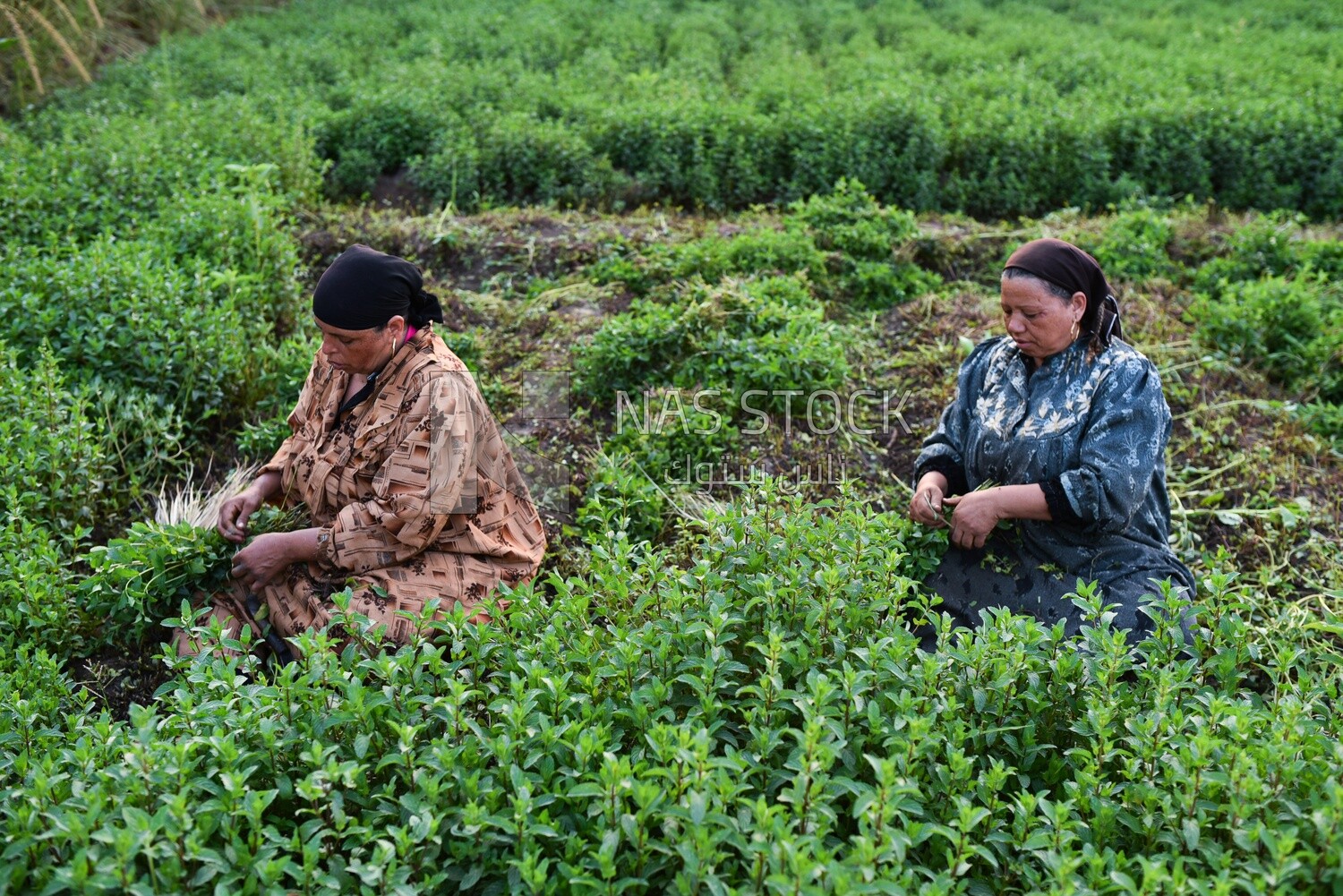 A scene of two women sitting in the field harvesting mint