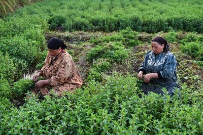 A scene of two women sitting in the field harvesting mint