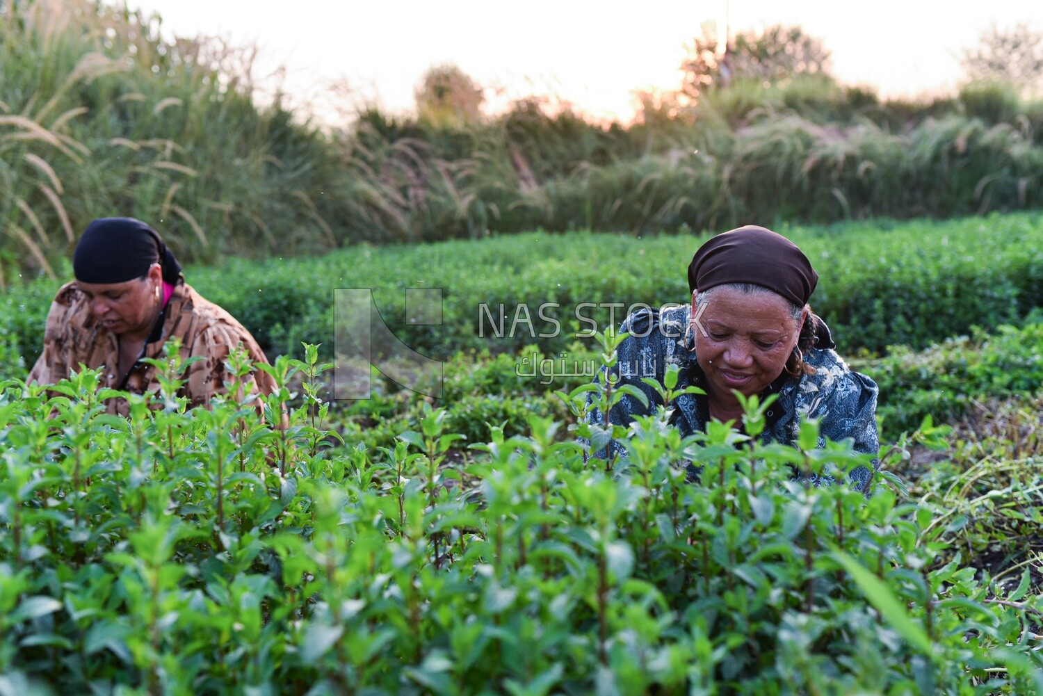 A scene of two women sitting in the field harvesting mint