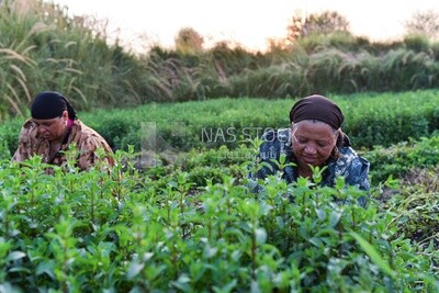A scene of two women sitting in the field harvesting mint