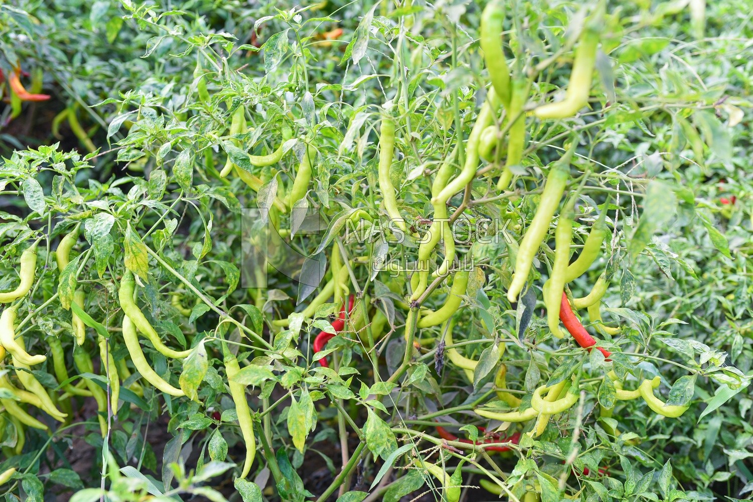 Field of ripe green peppers before harvesting