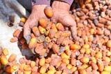 A scene of a handful of dates in the farmer&#39;s hand