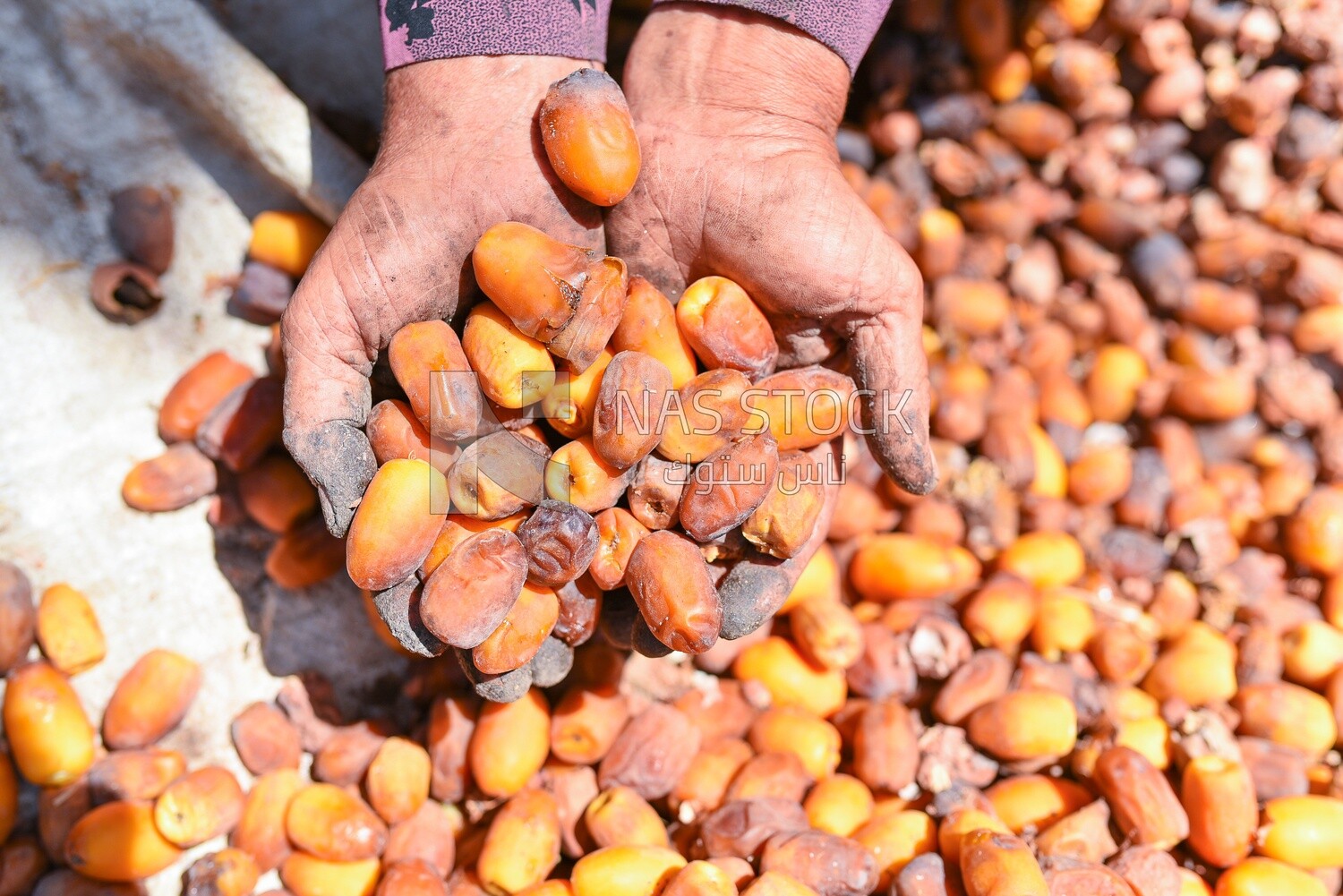 A scene of a handful of dates in the farmer&#39;s hand