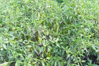 A scene of a pepper field